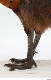 Pheasant  2 leg 0001.jpg